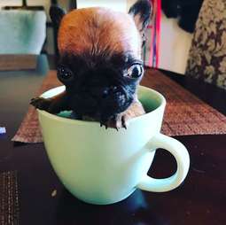 teacup french bulldog puppies for sale near me